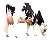 dairy cow standing