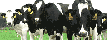Dairy management training